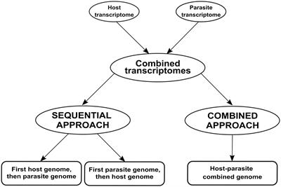 Refining dual RNA-seq mapping: sequential and combined approaches in host-parasitic plant dynamics